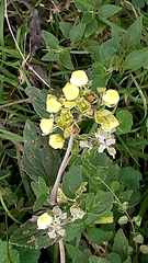Calceolaria sericea