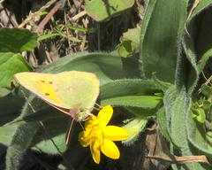 Colias electo electo