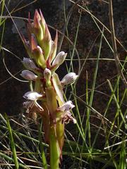 Satyrium cristatum cristatum