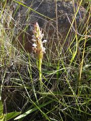 Satyrium cristatum cristatum