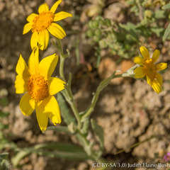 Monolopia lanceolata
