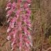 Lachenalia glauca - Photo (c) Nick Helme, some rights reserved (CC BY-SA), uploaded by Nick Helme