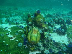 Pyura stolonifera