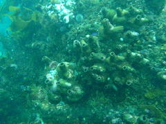 Pyura stolonifera
