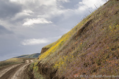 Monolopia lanceolata