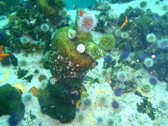Pyura stolonifera
