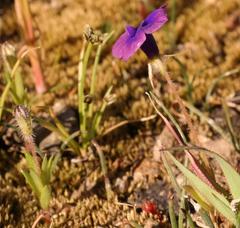 Monopsis debilis debilis