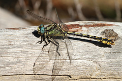 Ophiogomphus morrisoni