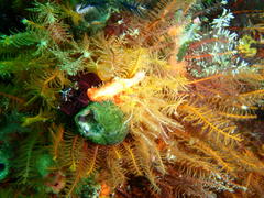 Pyura stolonifera