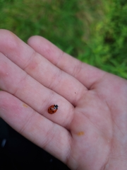 Coccinella septempunctata