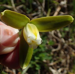 Albuca juncifolia