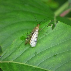Panorpa nebulosa