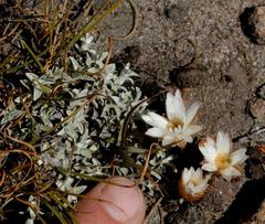 Helichrysum stoloniferum