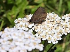 Callophrys augustinus