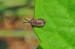 Aphleboderrhis