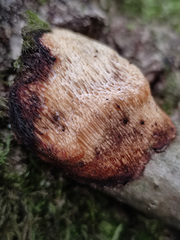 Dichomitus campestris