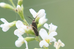Scythris fuscicomella