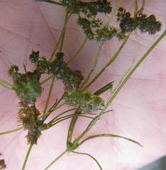 Nitella hyalina