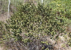 Morella cordifolia
