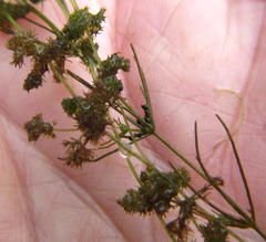 Nitella hyalina