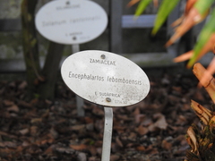 Encephalartos lebomboensis