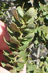 Morella cordifolia
