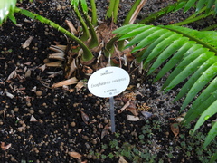 Encephalartos natalensis