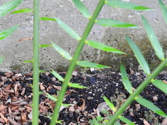 Encephalartos natalensis