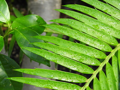 Encephalartos natalensis
