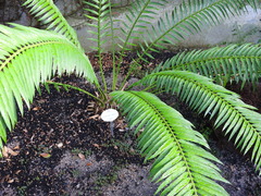 Encephalartos natalensis