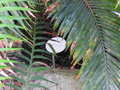 Cycas circinalis