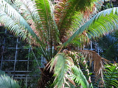 Cycas circinalis