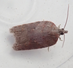 Acleris sparsana