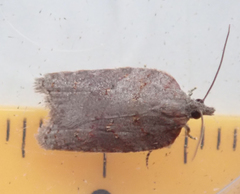 Acleris sparsana