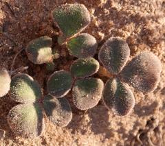 Oxalis pulchella glauca