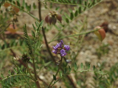 Astragalus gruinus