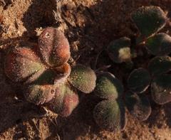 Oxalis pulchella glauca