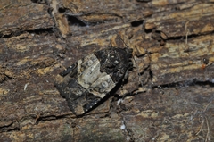 Hampsonodes