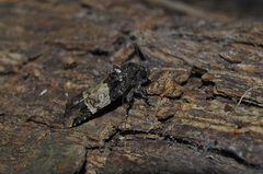 Hampsonodes