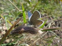 Icaricia lupini texanus