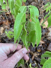 Monarda stipitatoglandulosa