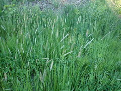 Alopecurus pratensis