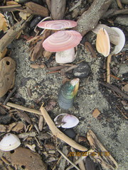 Gari lineolata