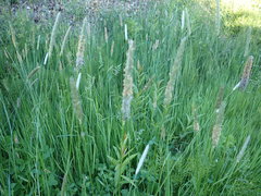 Alopecurus pratensis