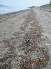 Gari lineolata