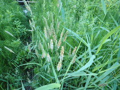 Alopecurus pratensis