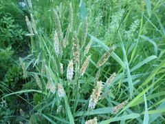 Alopecurus pratensis