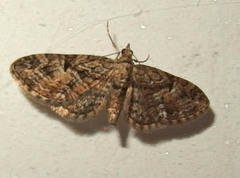 Eupithecia pusillata