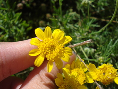 Picradeniopsis pringlei