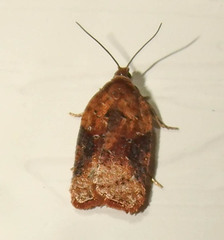 Acleris braunana